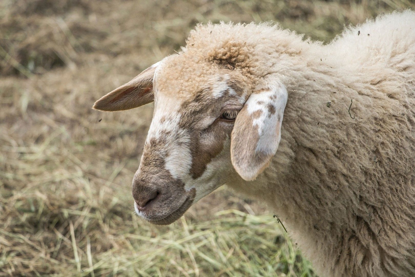 Close-up of Brogna sheep on a hay background