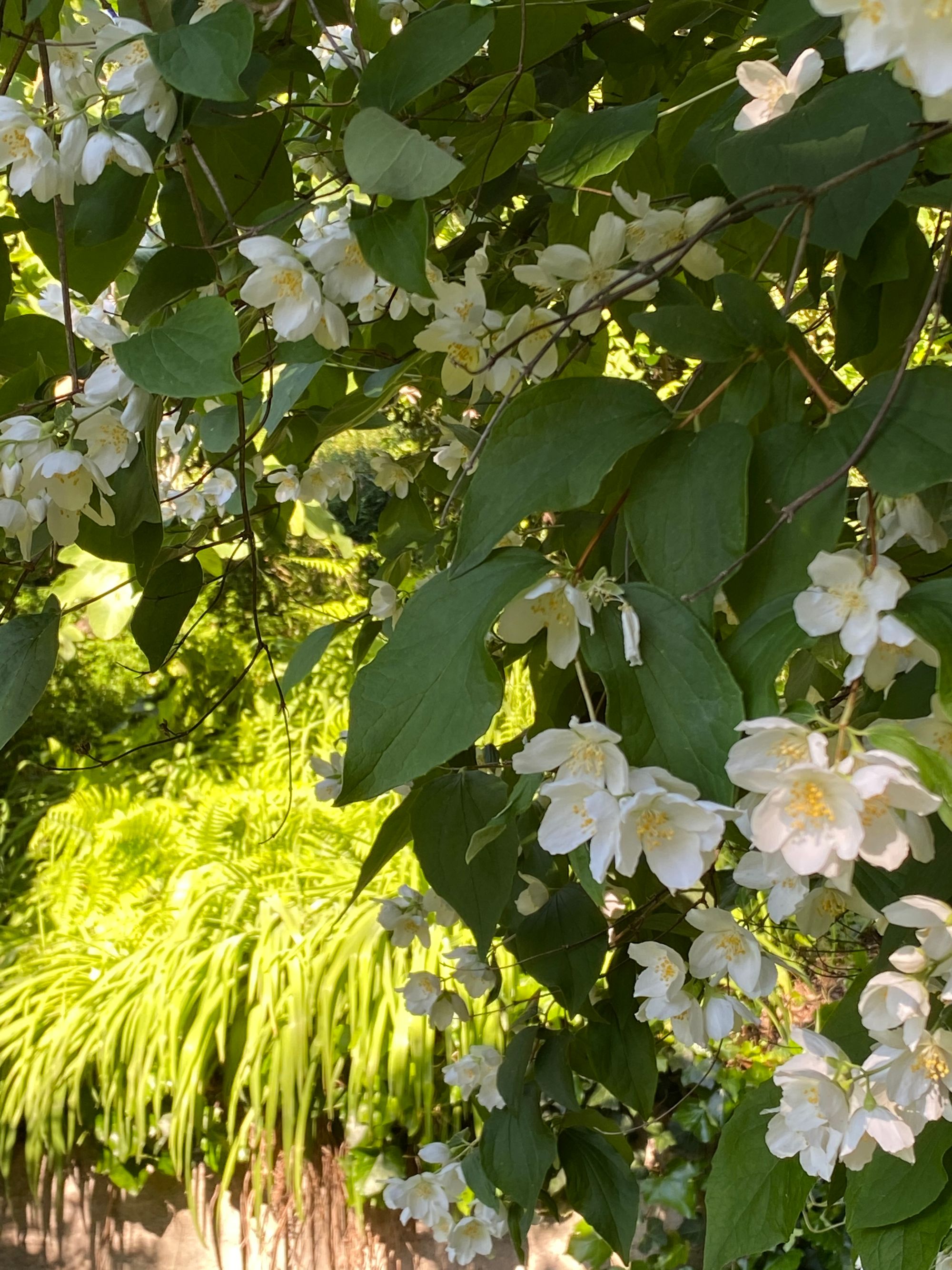 White cascading small flowers in the forefront with long green leaves in the background