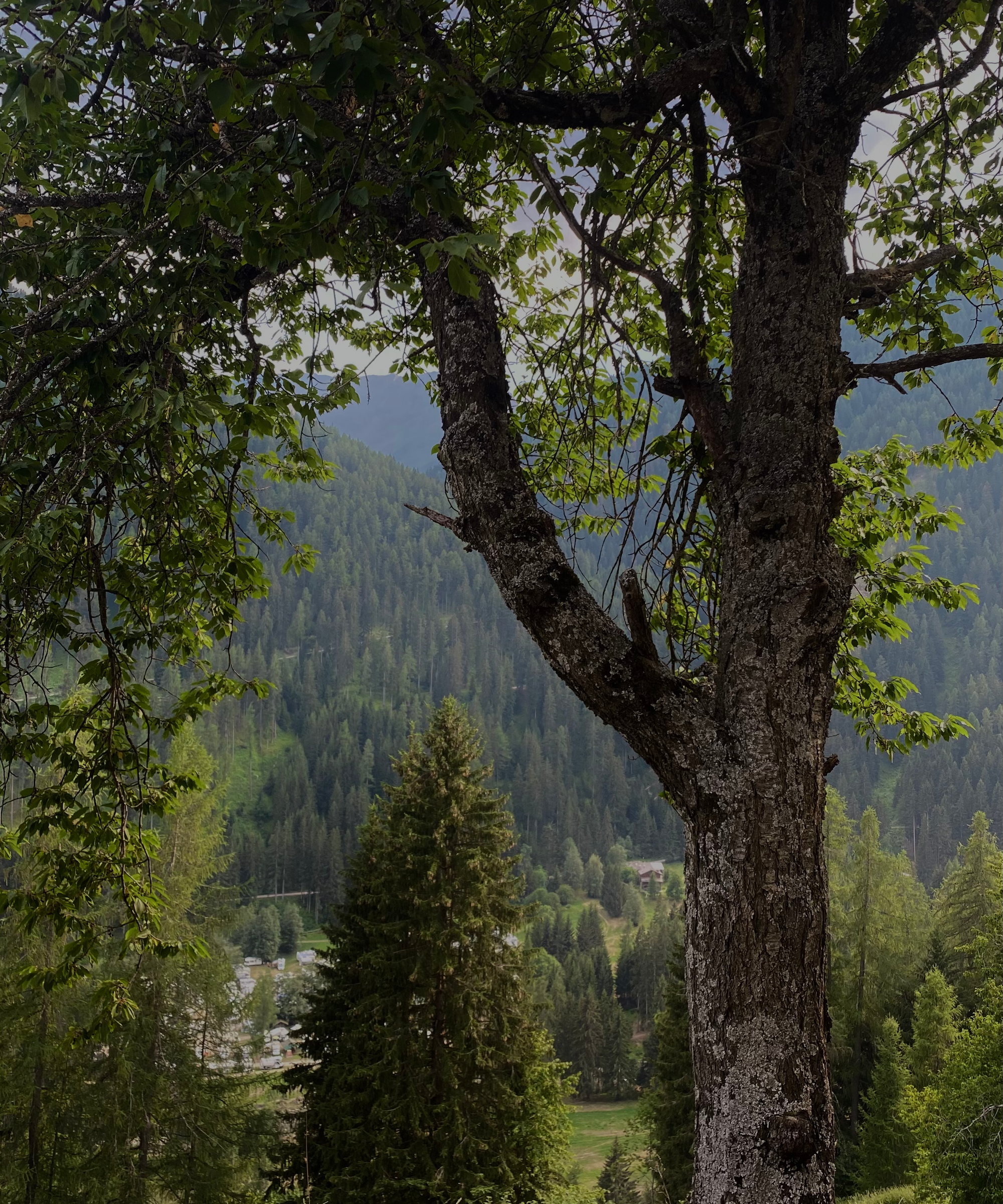 Alpine trees and mountain in background